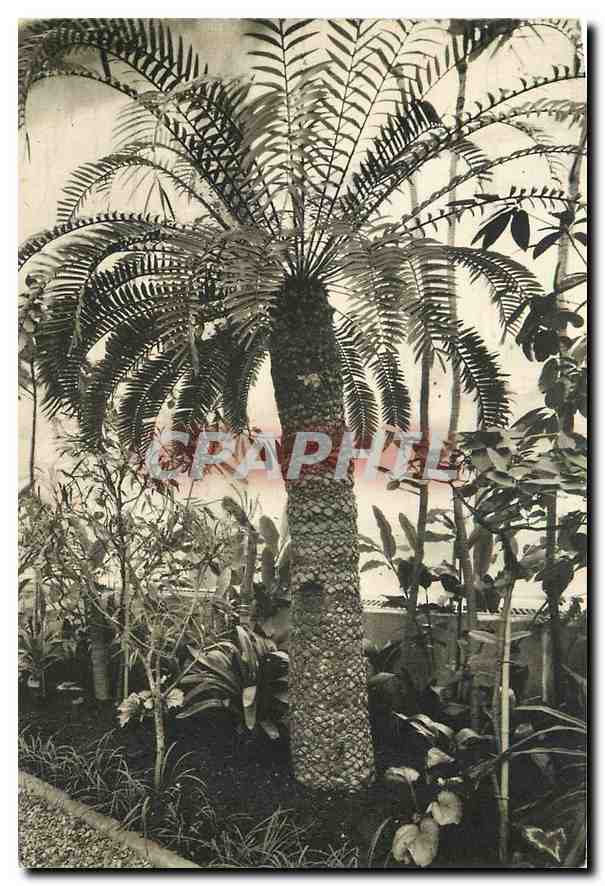 CPA Museum National d'Histoire Naturelle Jardin des Plantes Paris Jardin d'Hiver une Cycadee millena