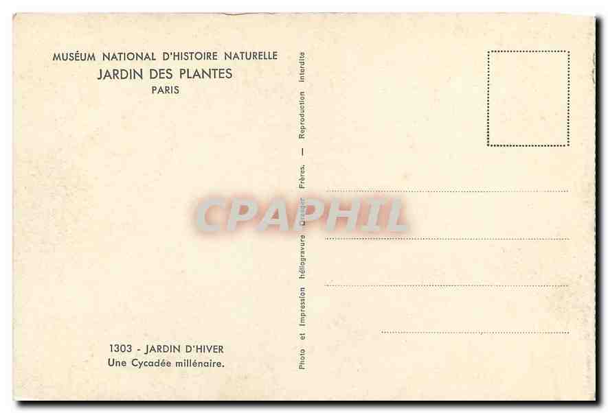 CPA Museum National d'Histoire Naturelle Jardin des Plantes Paris Jardin d'Hiver une Cycadee millena — Rückseite