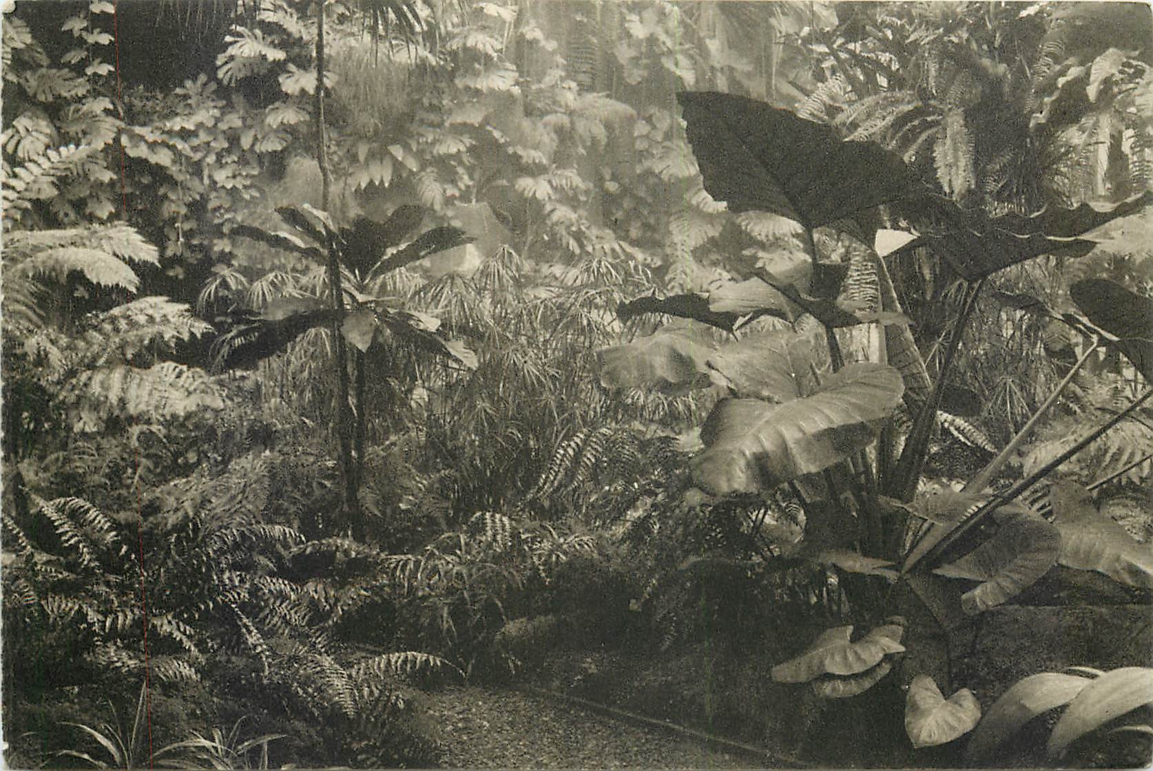 CPA Museum National d'Histoire Naturelle Jardin des Plantes Paris Jardin d'Hiver Fougeres et Aroidee