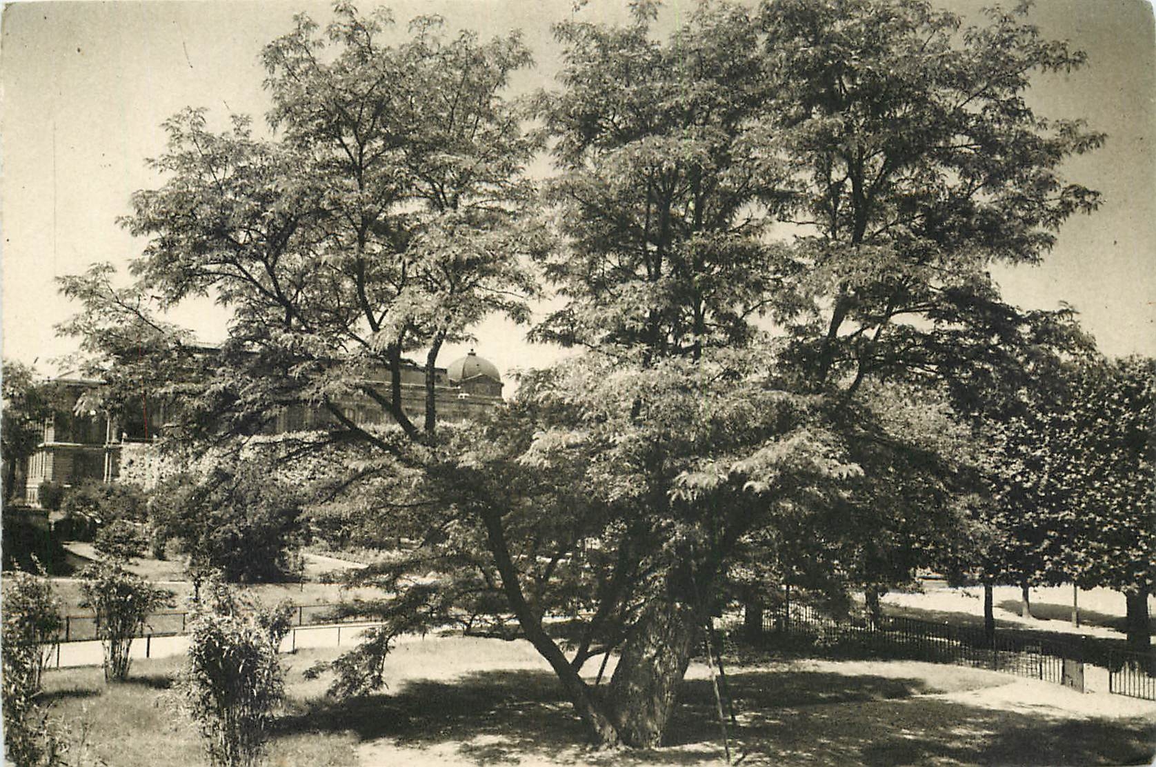 CPA Museum National d'Histoire Naturelle Jardin des Plantes Paris le Vieux Robinier Seme par Jean Ro