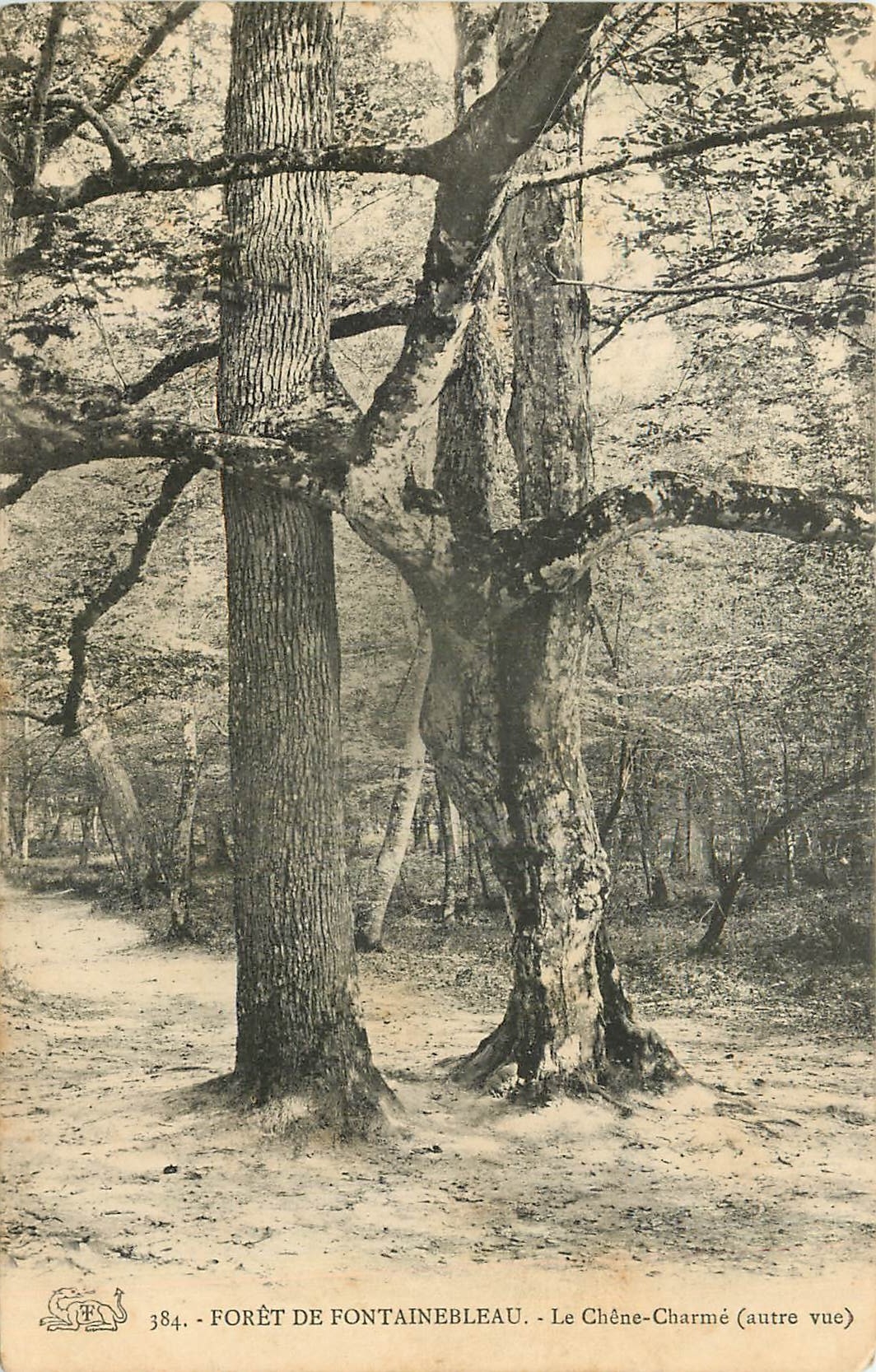 Wald von Fontainebleau — Der Zaubereichen (andere Ansicht) — Nr. 384