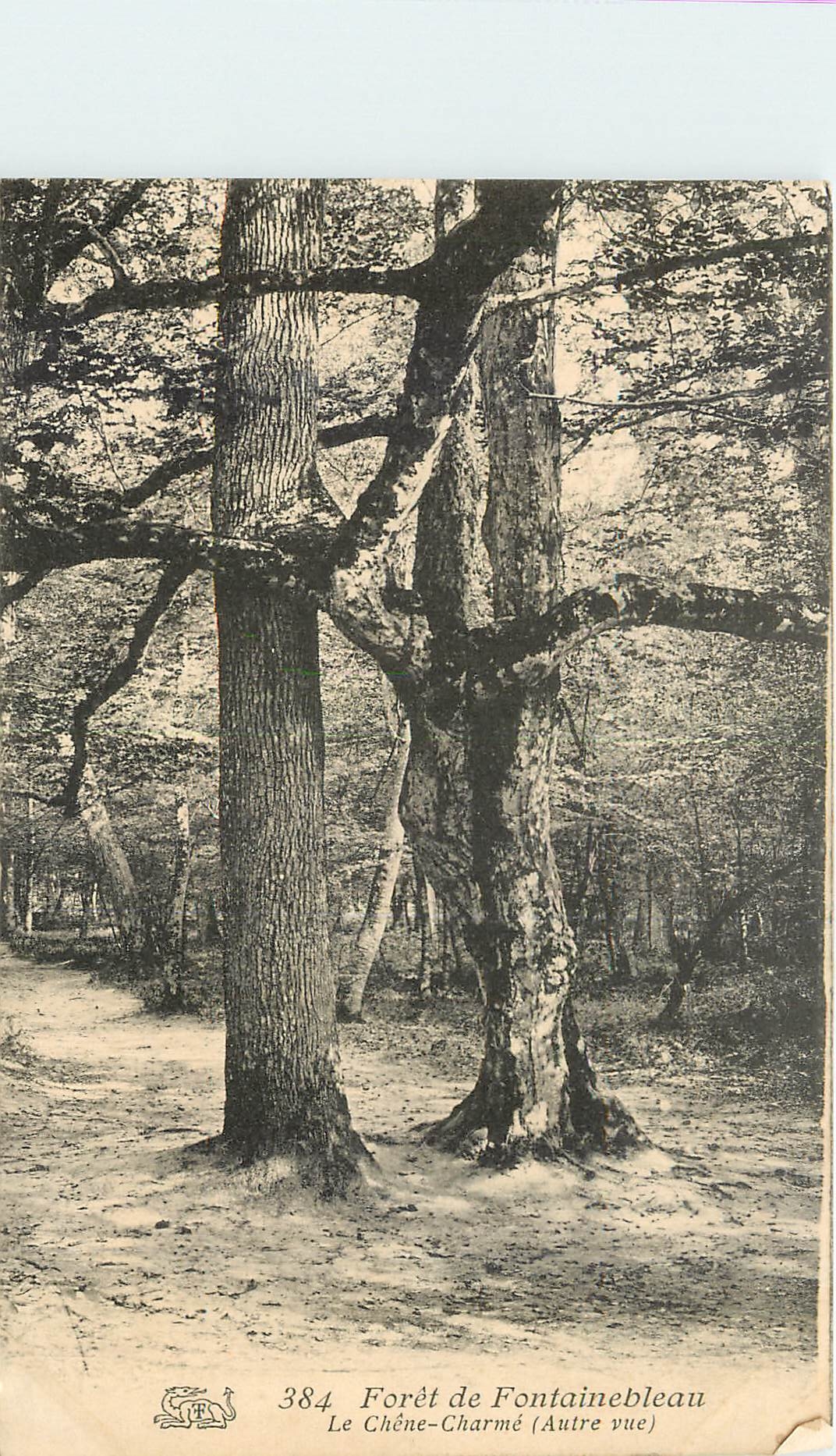 CPA Foret de Fontainebleau Le Chene Charme Autre vue 