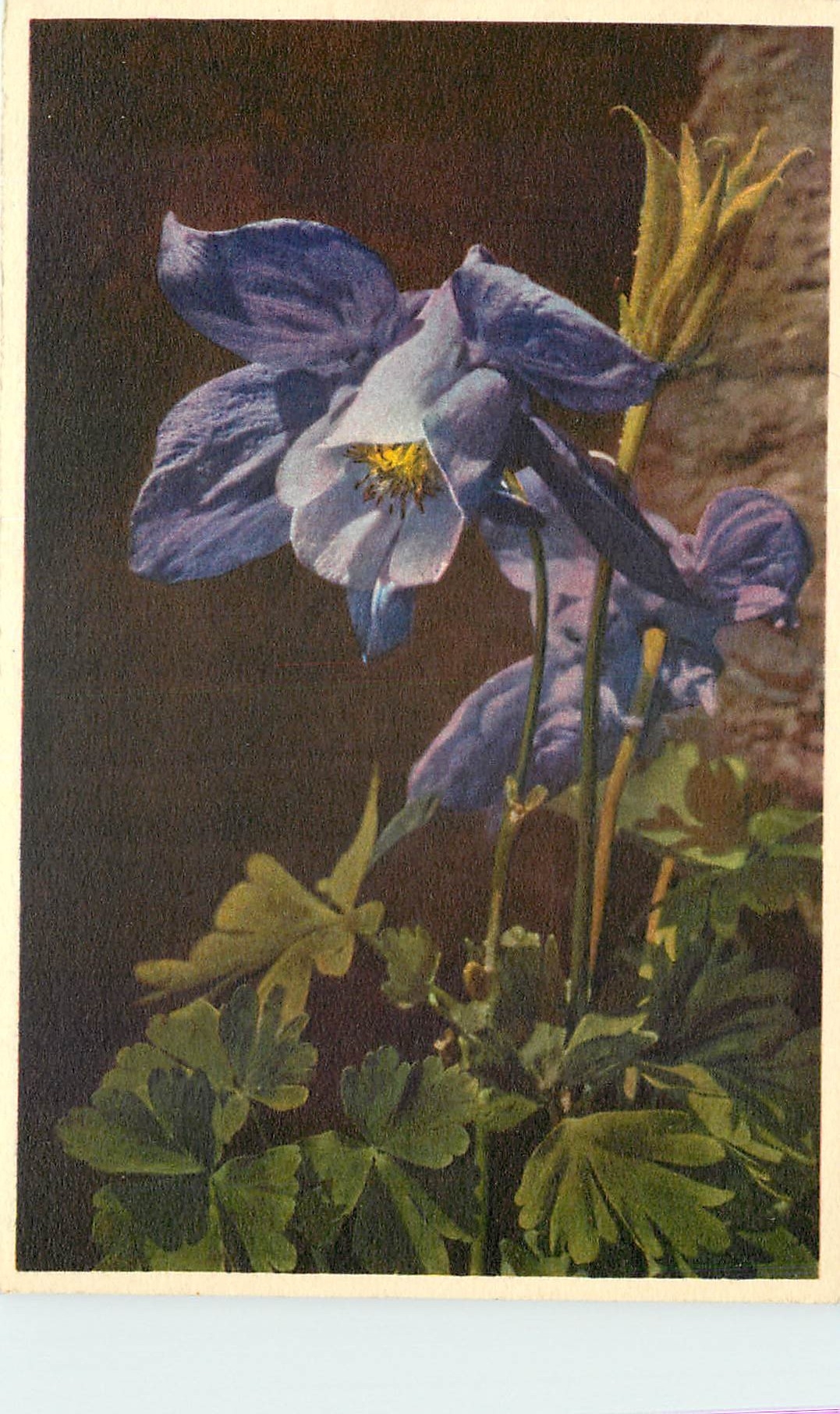 CPA Aquilegia alpina Ancolie des Alpes 
