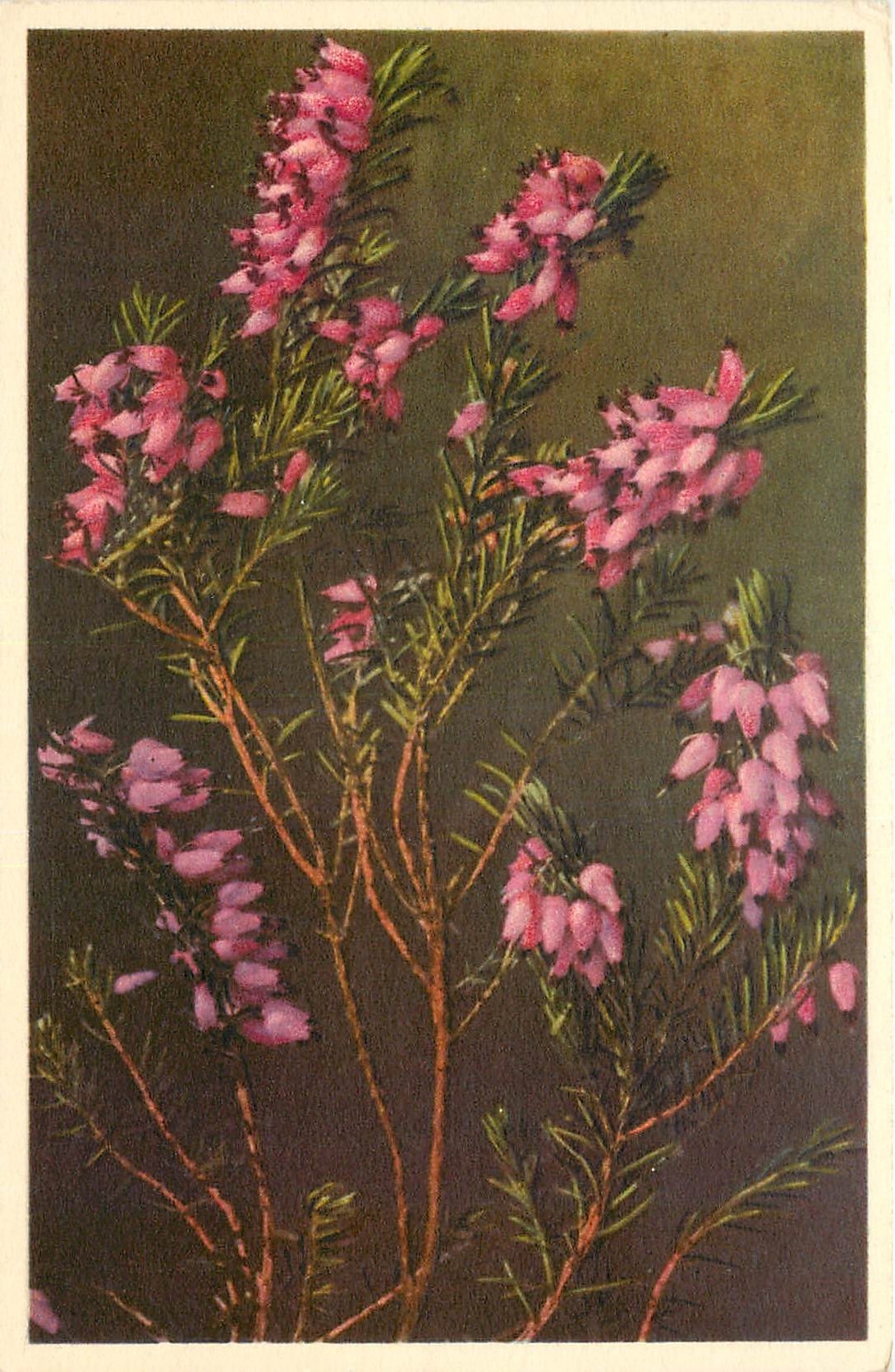 CPA Erica carnea Bruyere incarnale 