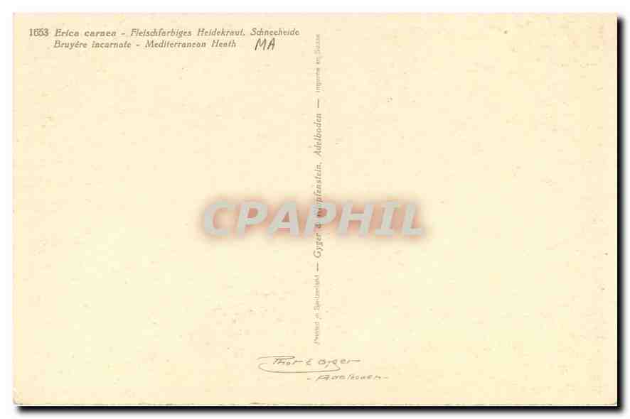 CPA Erica carnea Bruyere incarnale  — Rückseite