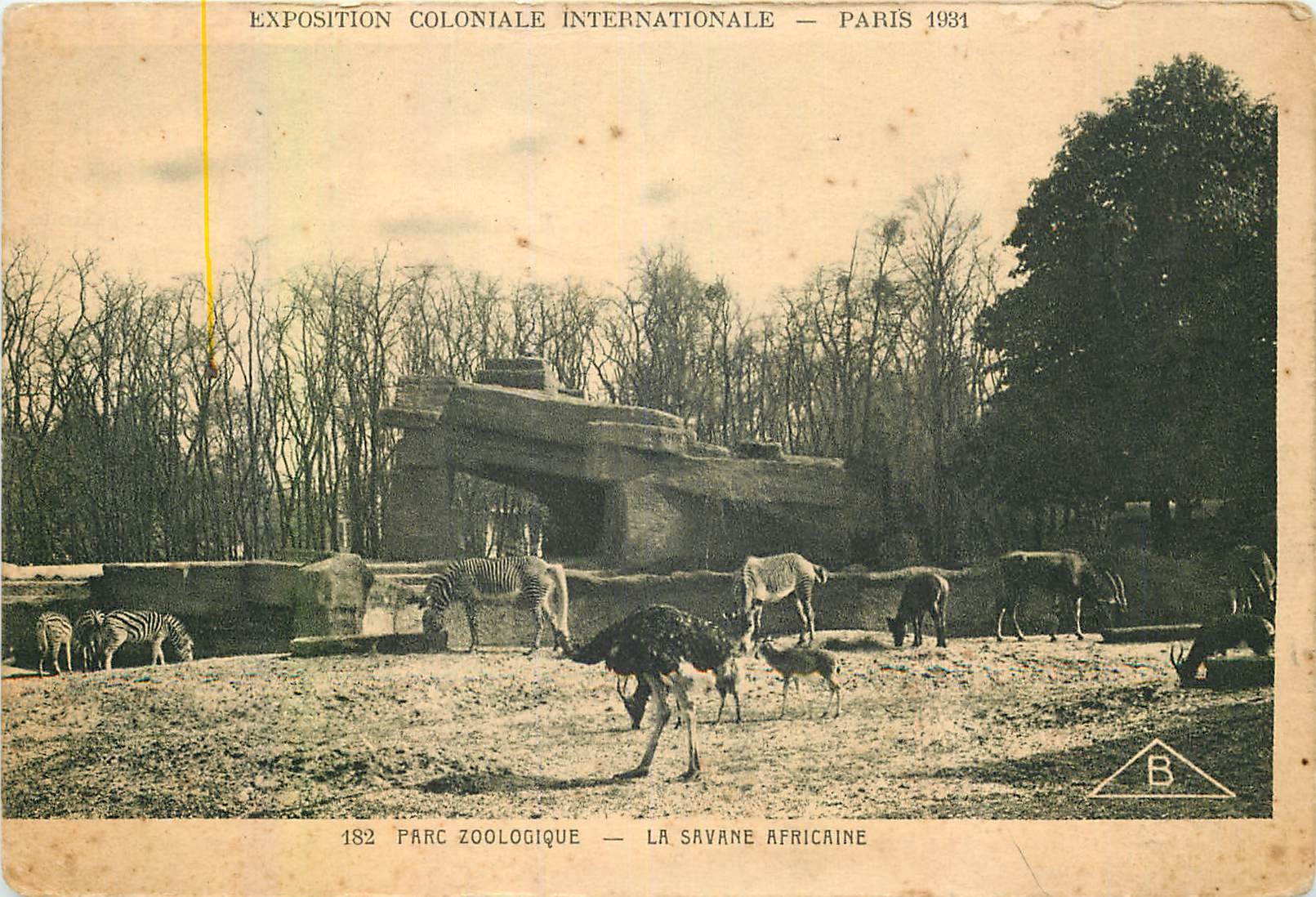 CPA Exposition Coloniale Internationale Paris Parc Zoologique La Savane Africaine Autruche Zebre