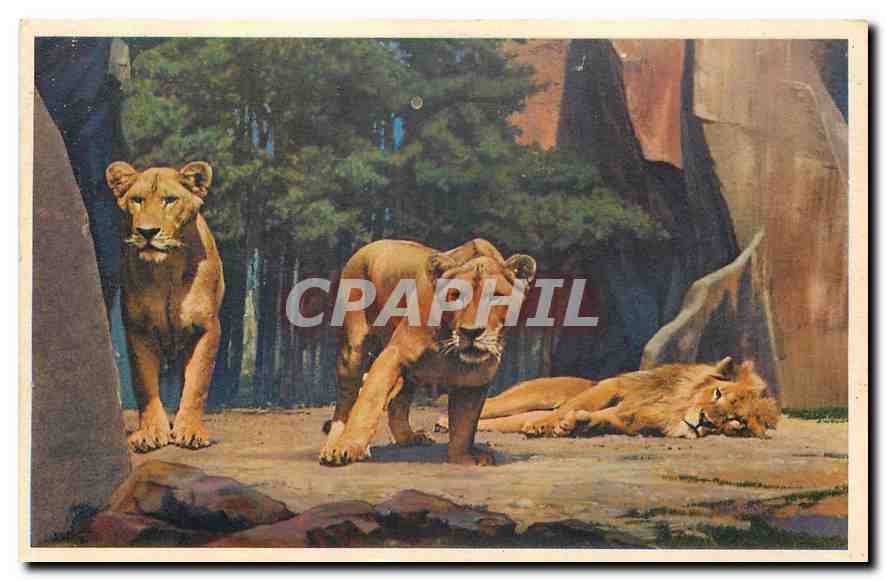 CPA Museum National D'Histoire Naturelle Parc Zoologique du Bois de Vincennes Paris Lion et Lionnes 