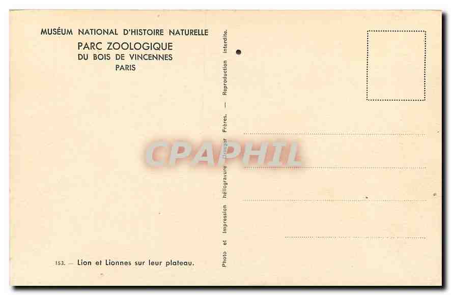CPA Museum National D'Histoire Naturelle Parc Zoologique du Bois de Vincennes Paris Lion et Lionnes  — Rückseite