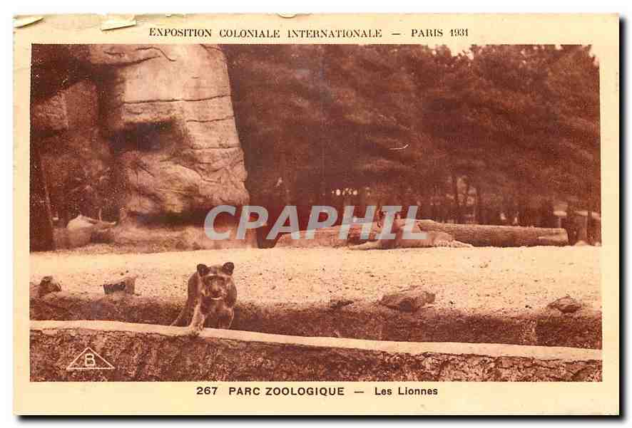 CPA Exposition Coloniale Internationale Paris Parc Zoologique Les Lionnes Lion