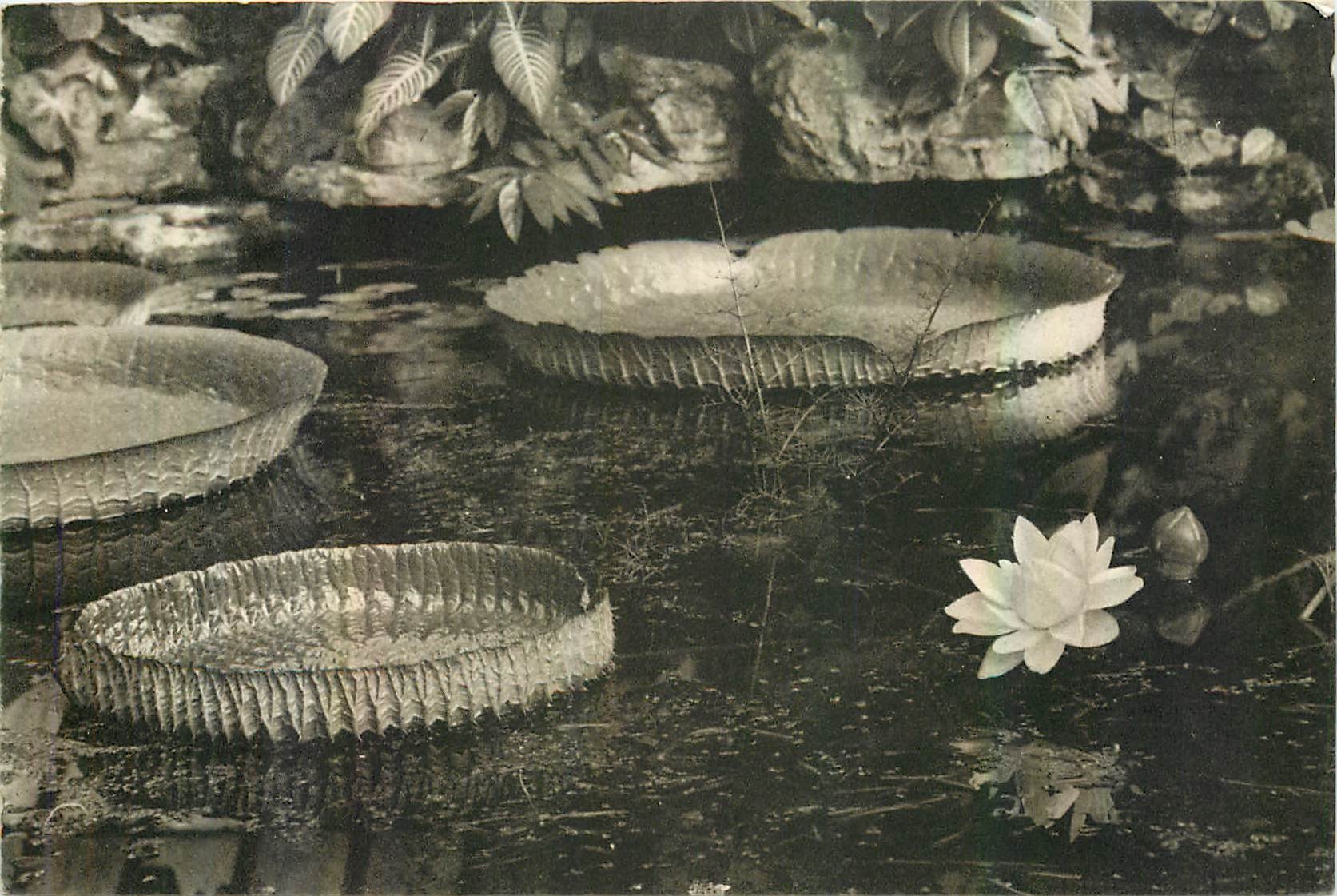 CPA Musee National d'Histoir Naturelle Jardin des Plantes Paris Serre Tropicale la Victoria Regia Ny