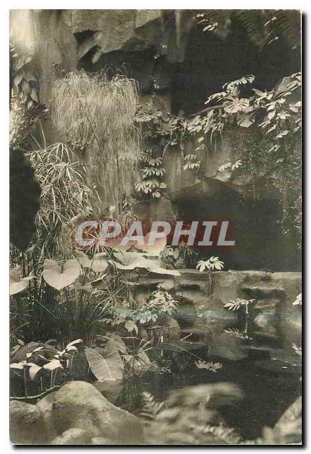 CPA Musee National d'Histoir Naturelle Jardin des Plantes Paris Jardin d'Hiver le Papyrus 