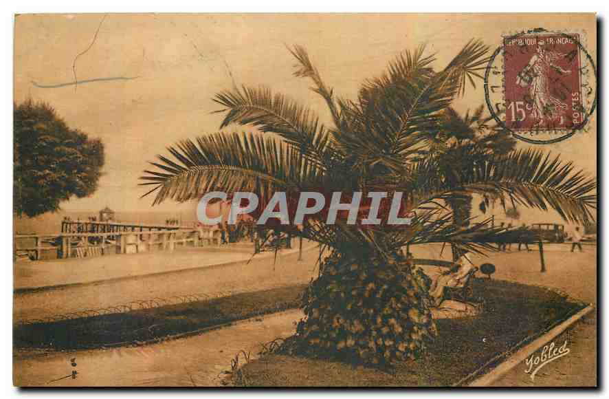CPA Arcachon Gironde Palmier du Boulevard Promenade et Debarcadere 