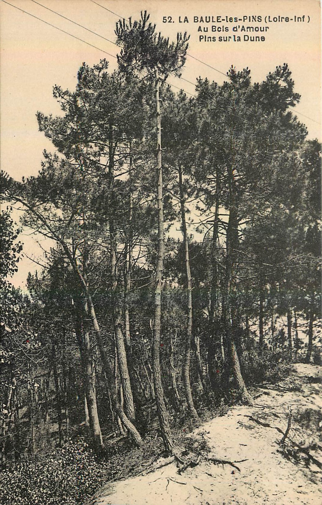 CPA La Baule les Pins Loire Inf au Bois d'Amour Pins sur la Dune 