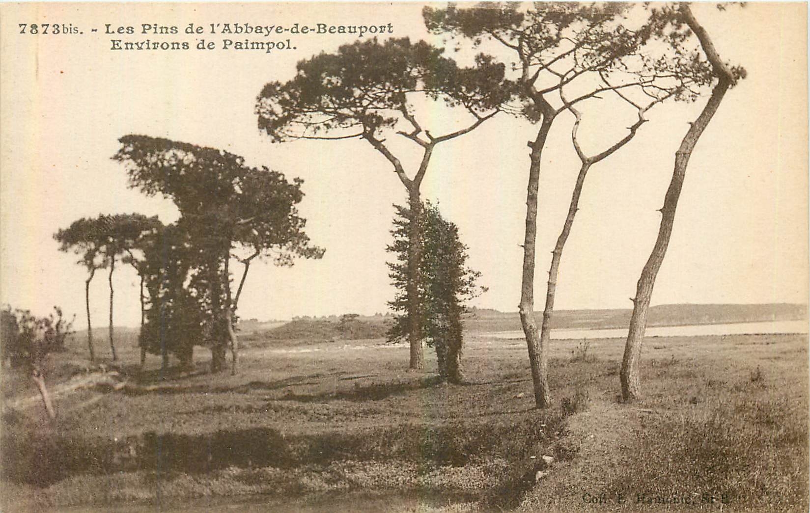 CPA Les Pins de l'Abbaye de Beauport environs de Paimpol 