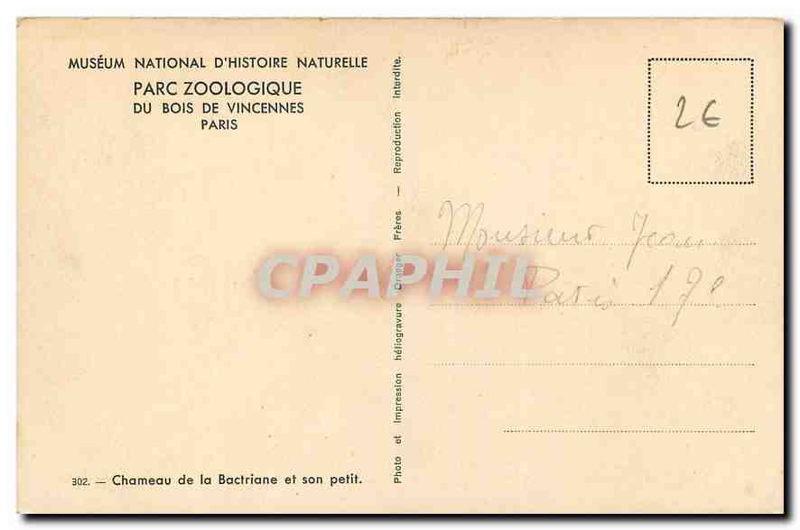 CPA Museum National d'Histoire Naturelle Parc Zoologique du Bois de Vincennes Chameau — Rückseite