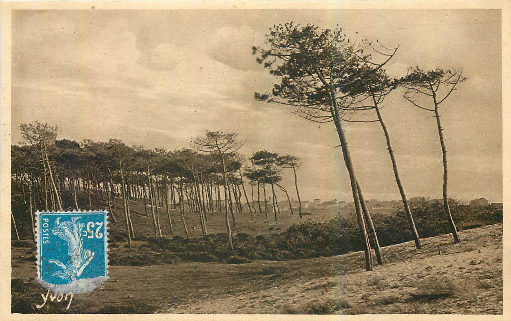 CPA La Douce France Les Landes de Gascogne a Cap Breton Les Pins de la Cote d'Argent fils de la dune