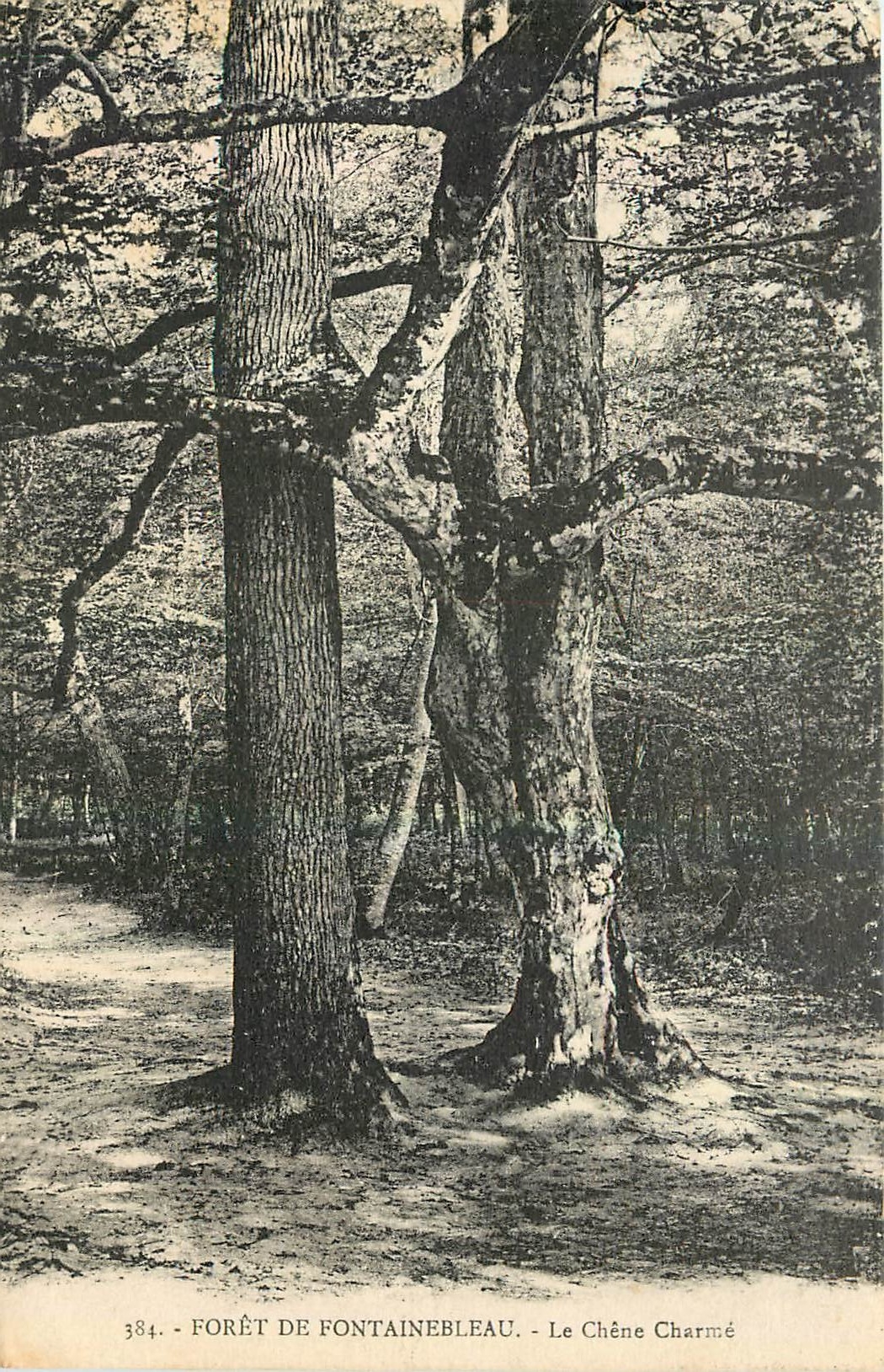 Bosque de Fontainebleau — El Roble Encantado — n° 384