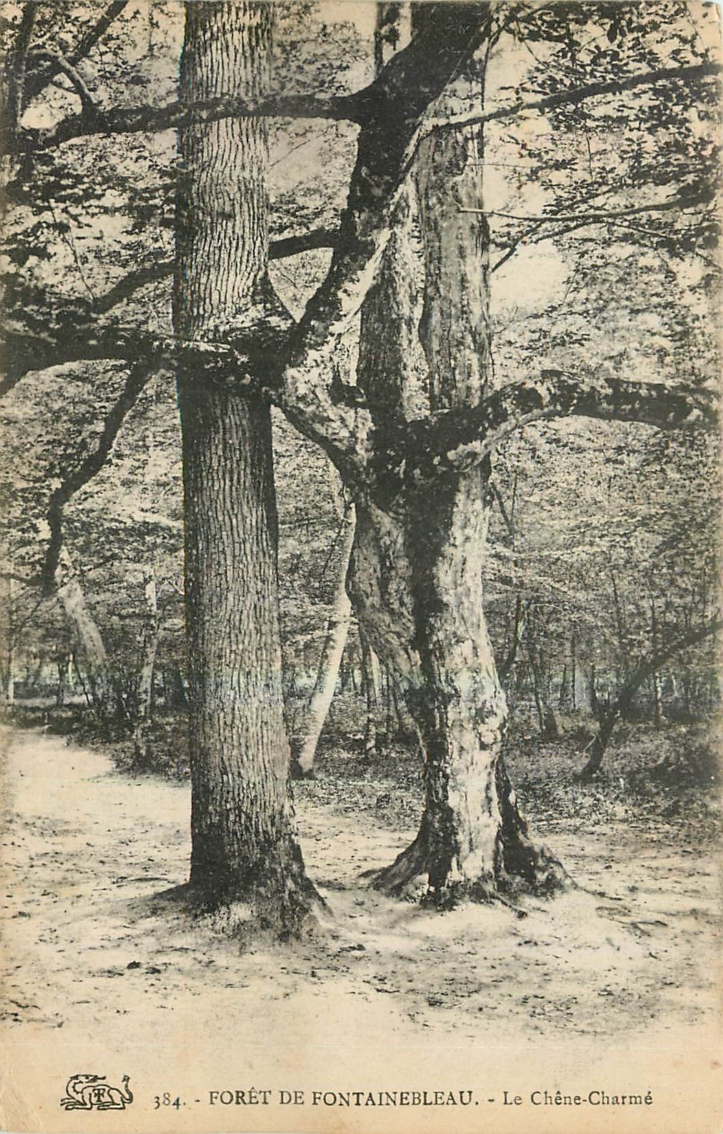 Forêt de Fontainebleau - Le Chêne-Charmé — Éditions Duchêne-Jupiter, n°384