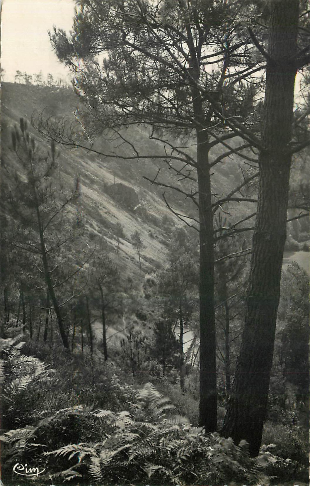 CPA Les Alpes Mancelles Saint Leonard des Bois Sarthe Versant du Haut Fourche 
