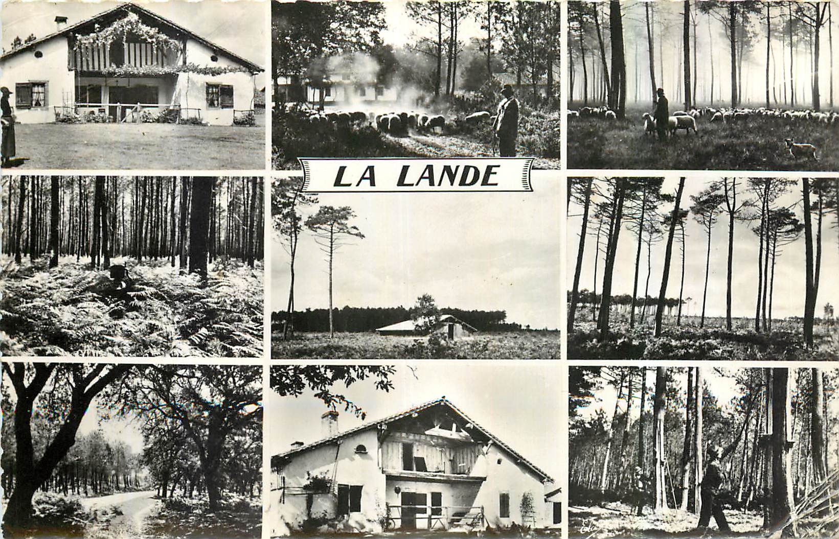 CPA La Lande De G a D La Ferme Les Hautes Fougeres Chemin dans la Foret Berger Landais La Bergerie L