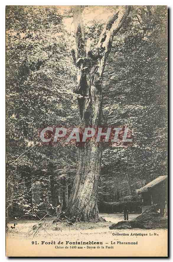 Forêt de Fontainebleau — Chêne de 1400 ans — Doyen de la Forêt — Collection Artistique L.M.