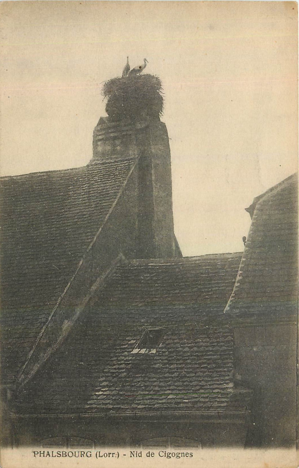 CPA Phalsbourg Lorr Nid de Cigognes 