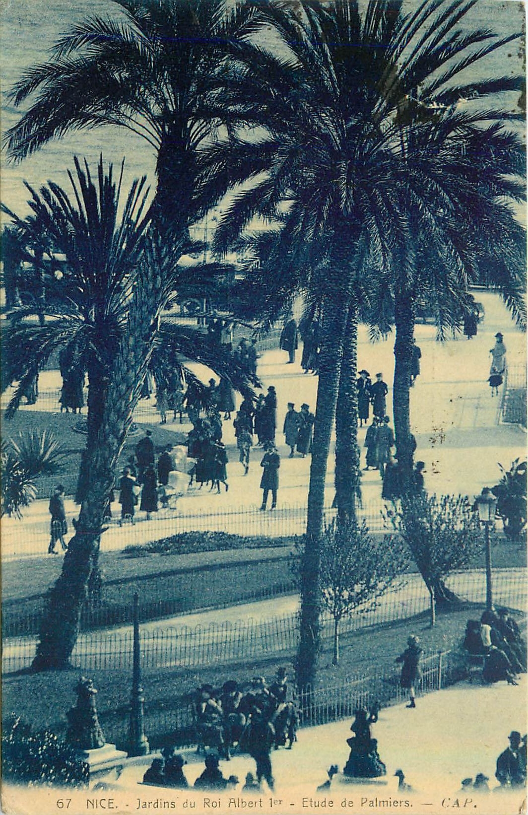 CPA Nice Jardins du Roi Albert I Etude de Palmiers 