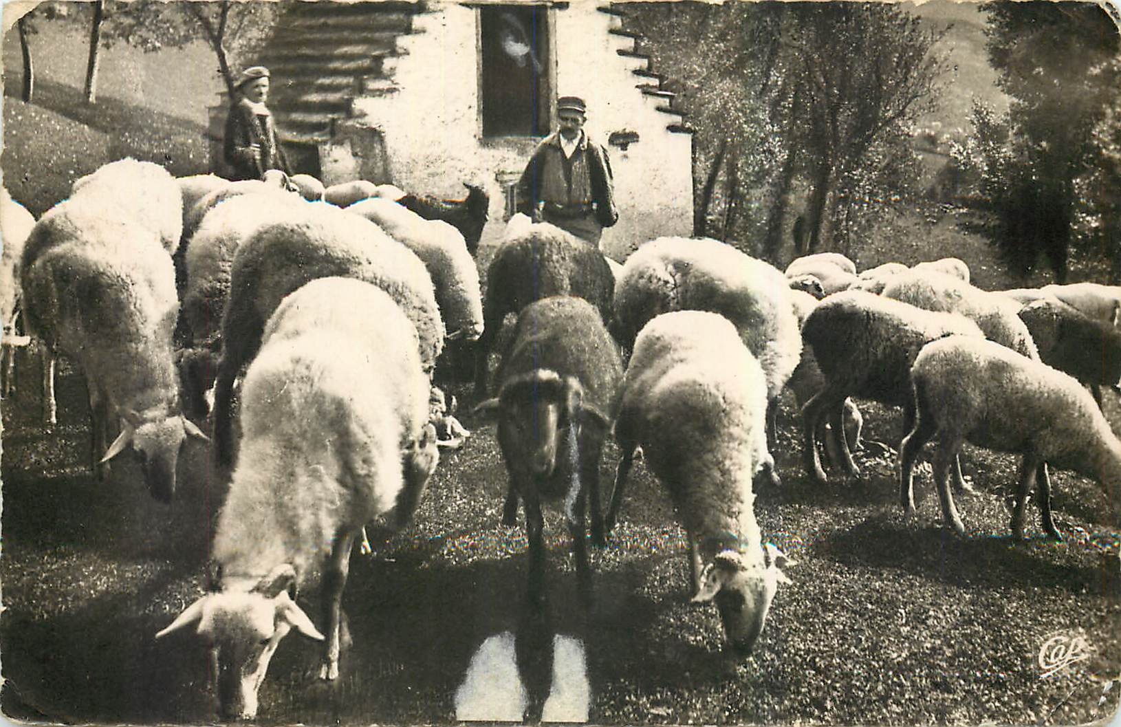CPM Scenes et Types des Pyrenees Moutons au Paturage 