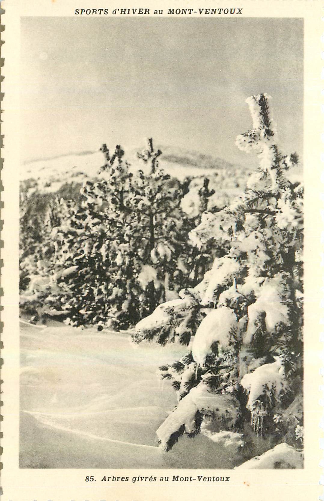 CPA Sports d'hiver au Mont Ventoux Arbres Givres au Mont Ventoux 