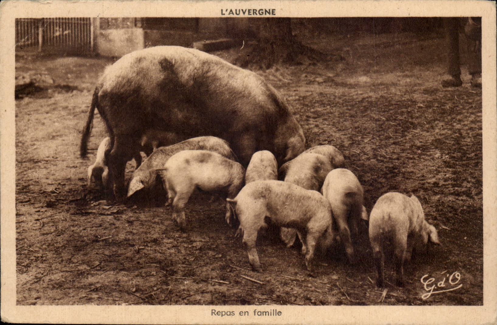 CPA Repas en famille cochons L'auvergne animaux
