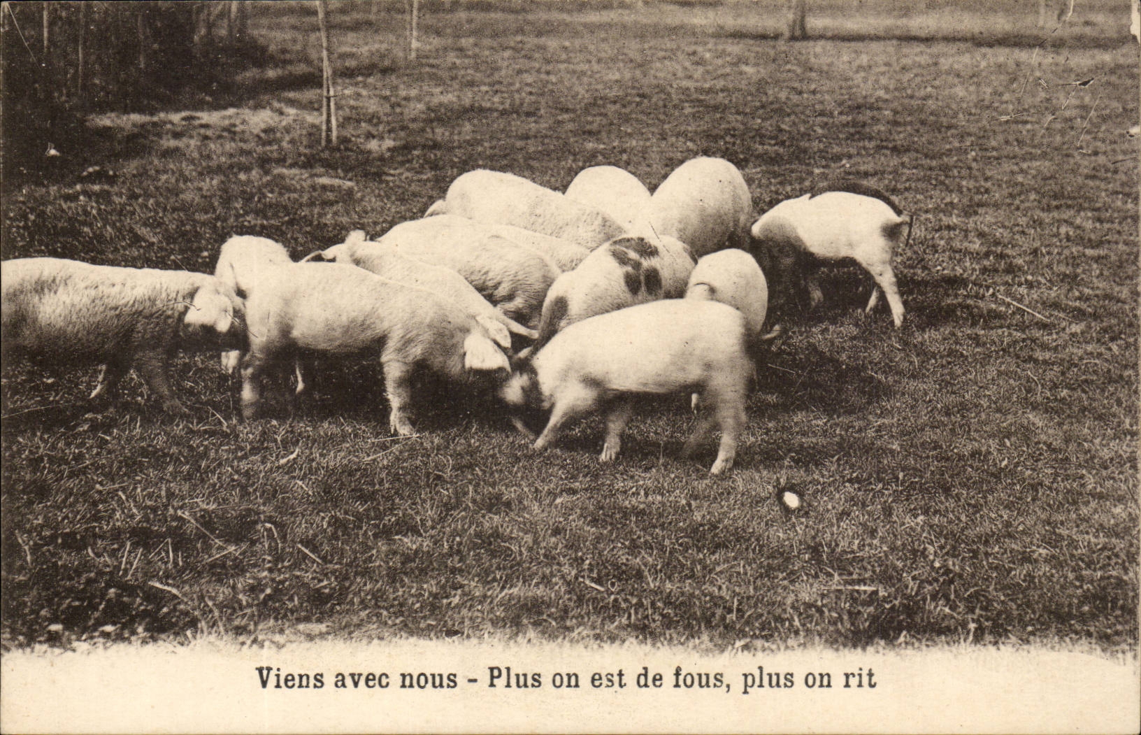 CPA Viens avec nous Plus on est de fous plus on rit cochons animaux