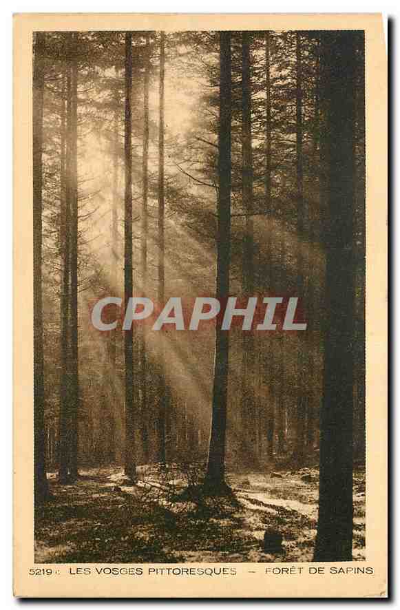 CPA Les Vosges Pittoresques Foret de Sapins 