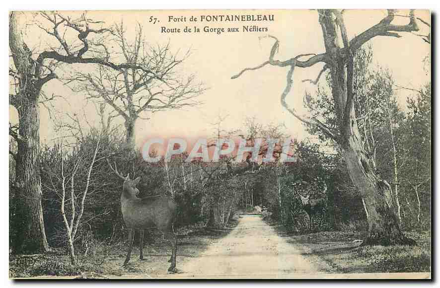 Forêt de FONTAINEBLEAU — Route de la Gorge aux Néfliers — n°57
