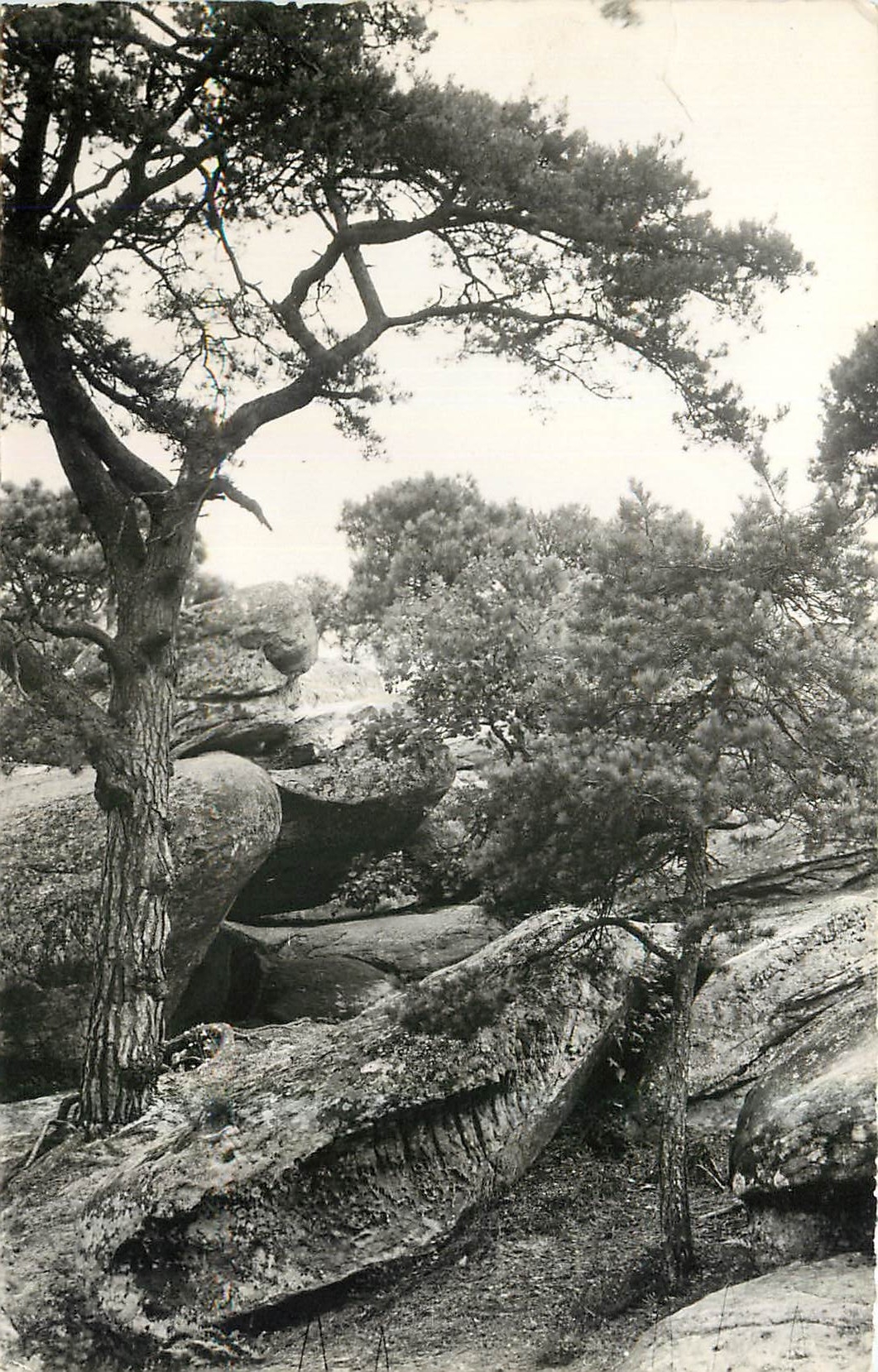 CPA Barbizon S et M Les rochers 