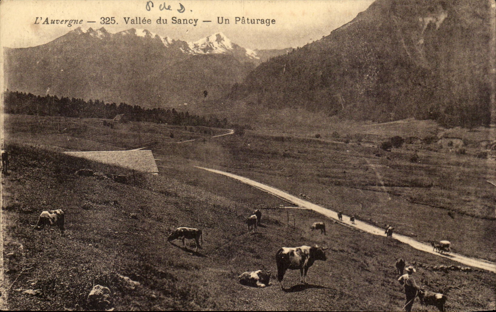 L'Auvergne CPA Vallee du Sancy Un paturage