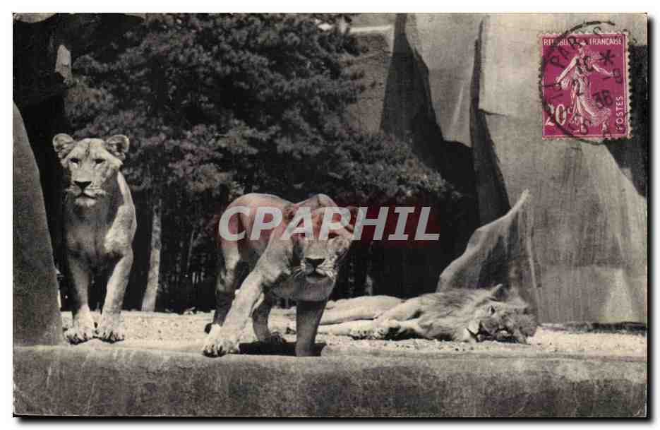 Pac zoologique du bois de Vincennes CPA Paris Lions et lionnes sur leur plateau