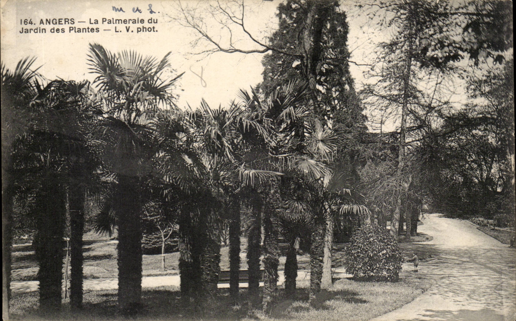 Angers CPA La Palmeraie du jardin des plantes