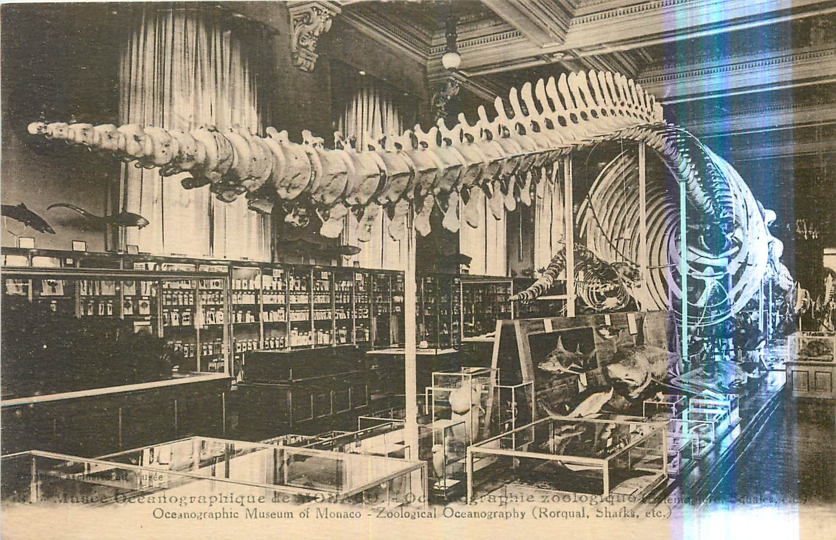 CPA Monaco Musee of Oceanographique Baleine