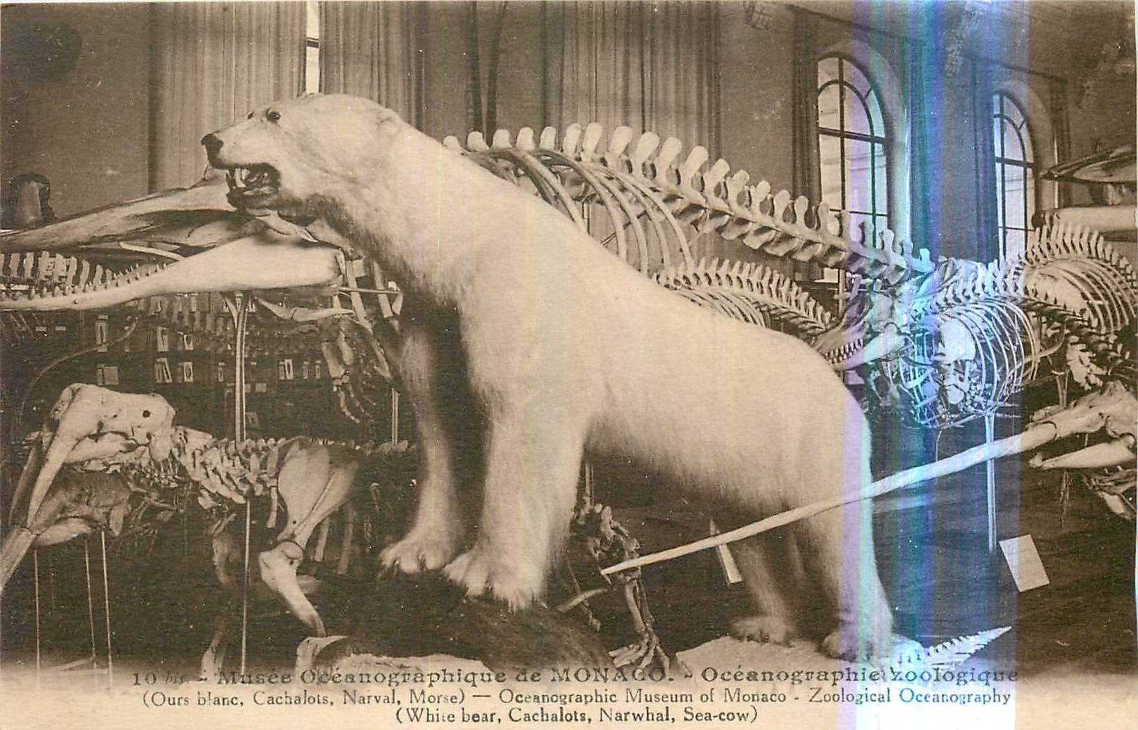 Musée Océanographique de Monaco — Exposition de squelettes et ours blanc