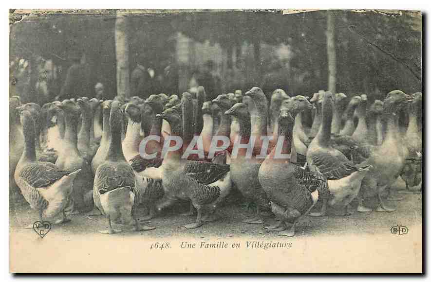 CPA Une Famille en Villegiature Oies