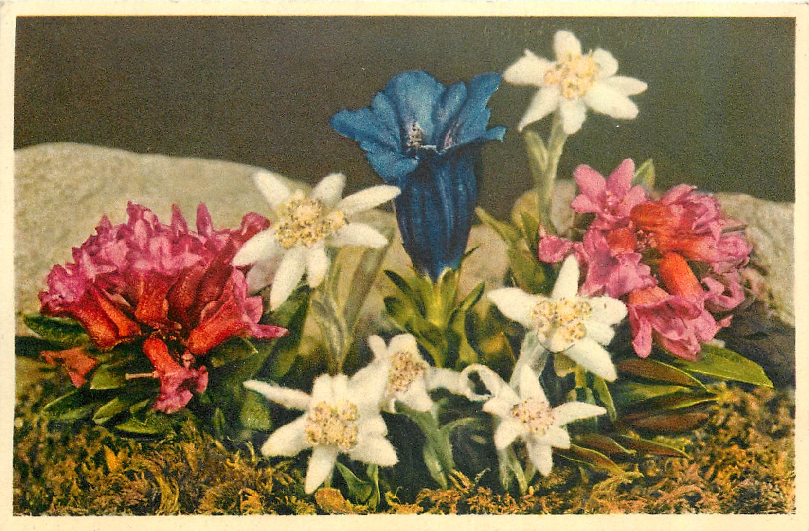 CPA Fleurs Gentiane a tige courte
