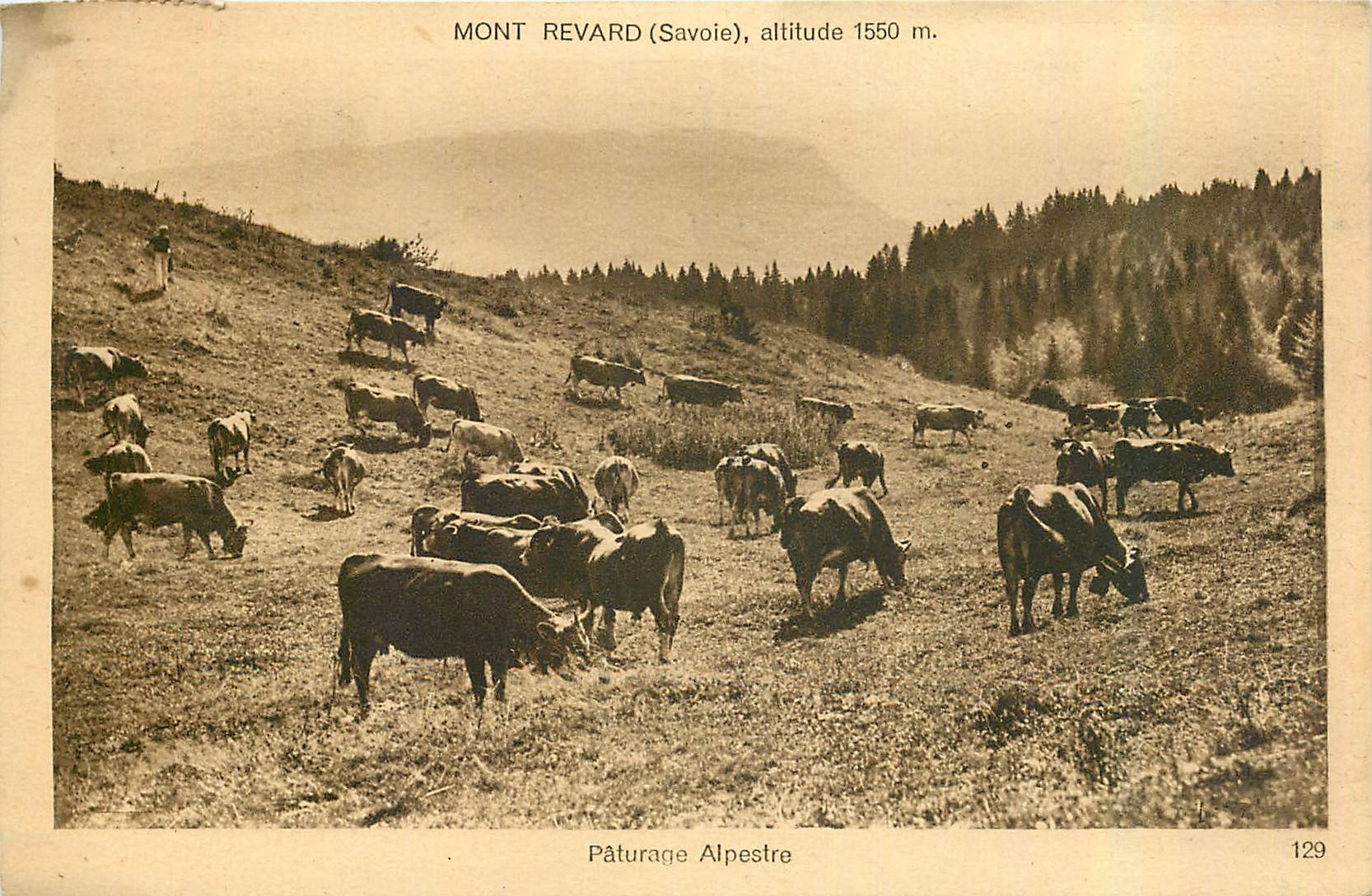 CPA Mont Revard Savoie Paturgae alpestre Vaches