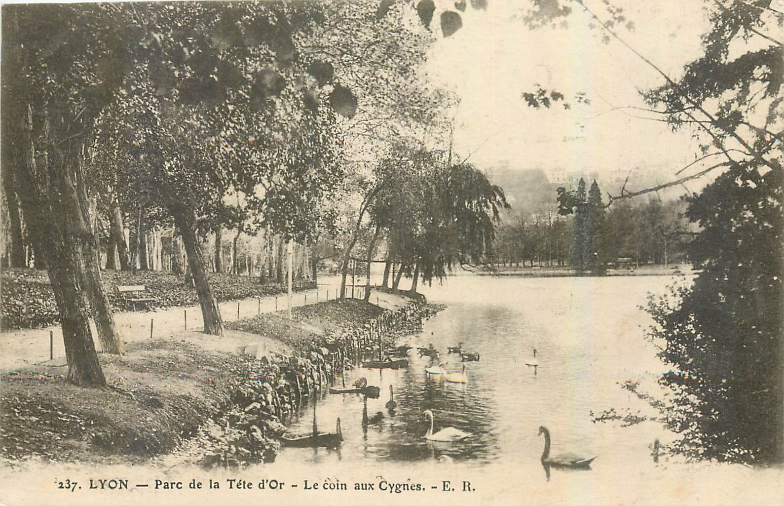 CPA Lyon Parc de la Tete d'Or Le coin aux Cygnes 