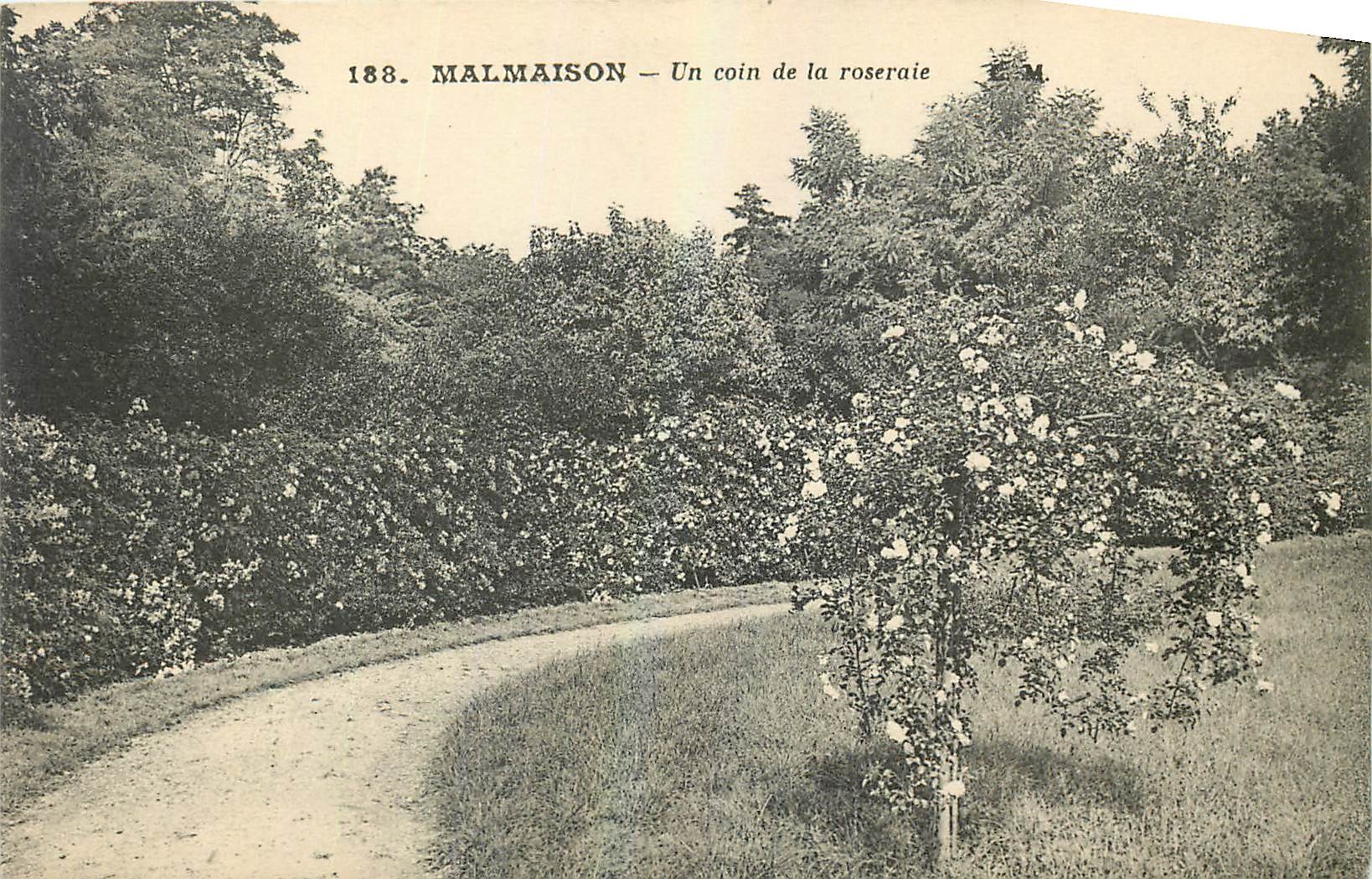 CPA Malmaison Un coin de la roseraie 