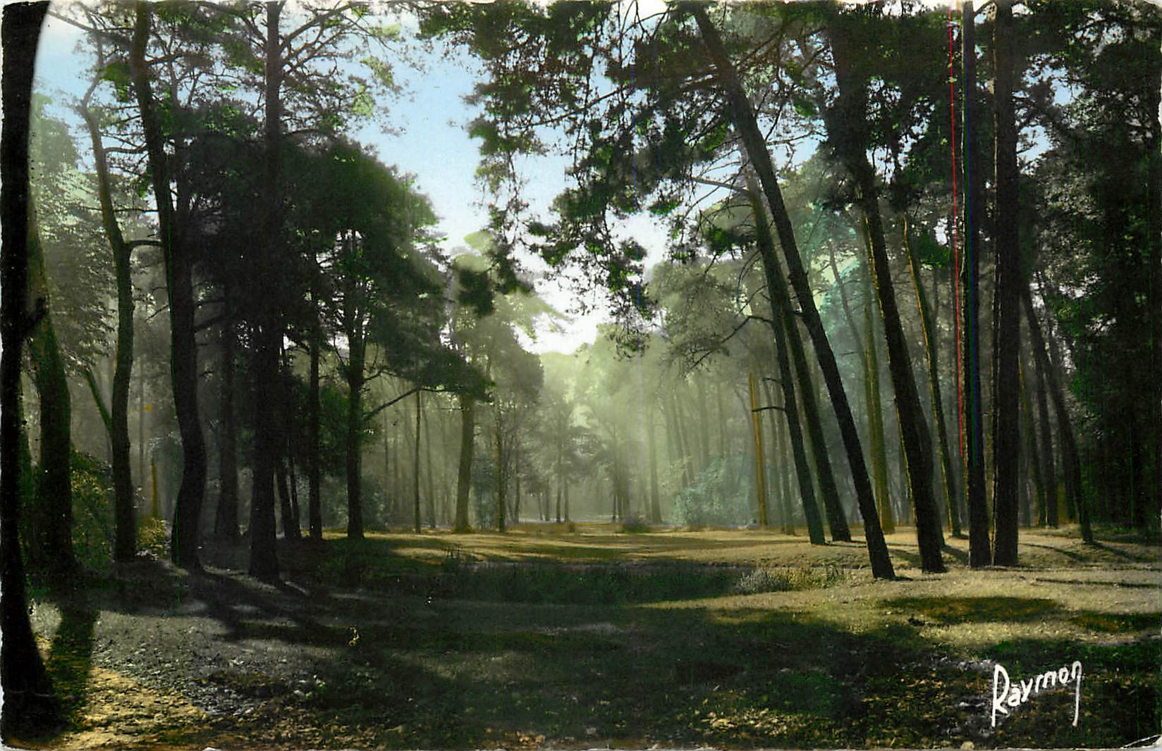 CPM Images de France En flanant au Bois de Vincennes Brume dans les Pins 