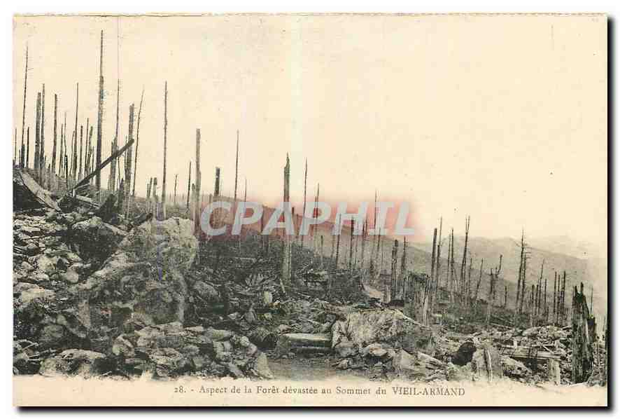 CPA Aspect de la Foret devastee au Sommet du Vieil Armand 