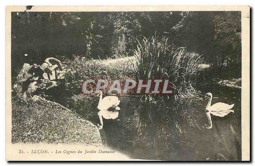 CPA Lucon Les Cygnes du Jardin Dumaine 