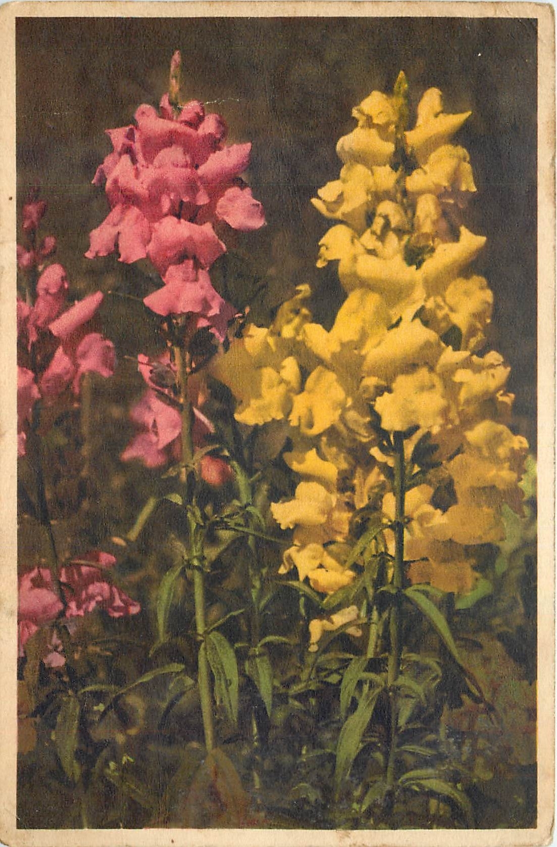 CPA Snapdragon Fleurs
