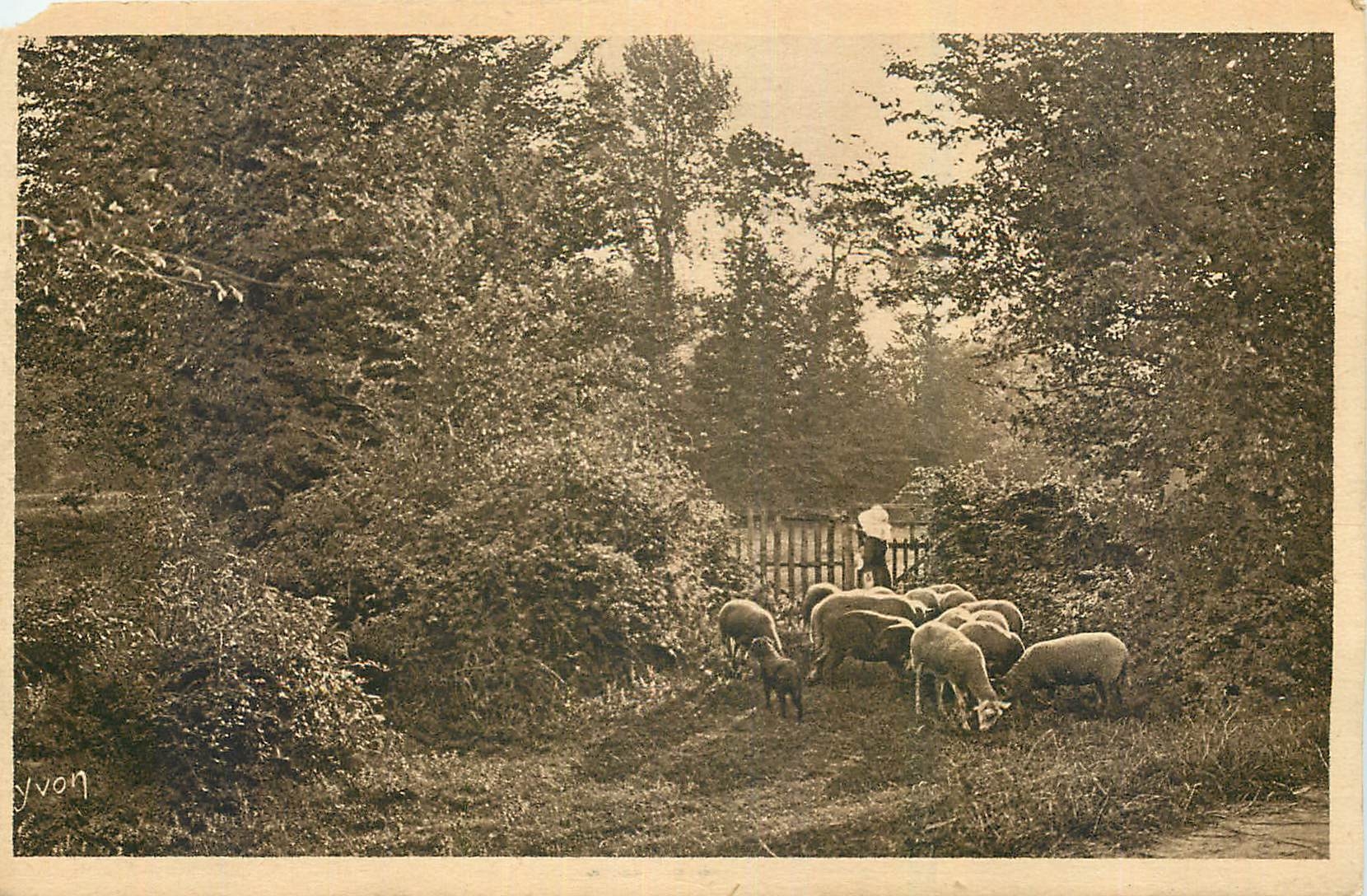 CPA En Saintonge Region de St Fort Pastorale Moutons