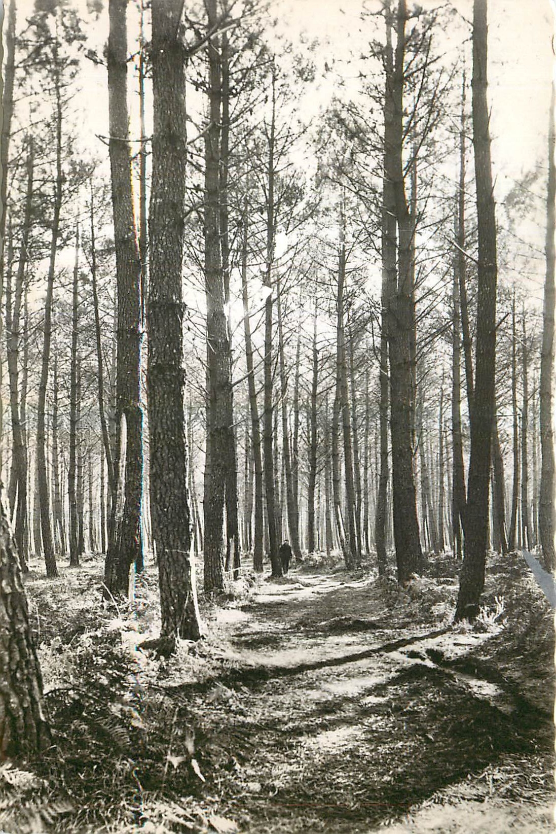 CPA Mimizan Plage Landes La foret de plus 
